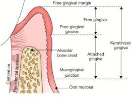 Anatomy Respect In Implant Dentistry Assortment Location Clinical Importance Review Article