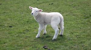 Die erlösung und die neuschöpfung, welche gott in jesus christus. Ostern 2017 In Hooksiel Osterfeuer Ostermarkt Und Vieles Mehr Ferienhaus Antje