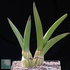 Image result for Eulophia dactylifera