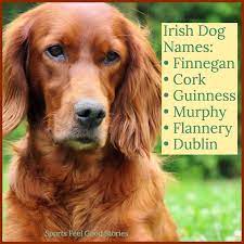73 Irish Dog Names To Put Your Pride In Your Pup On Full Display