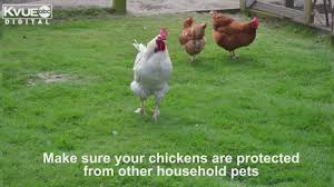 The austin backyard goat meetup group is for people who have small backyard herds of goats for functions such as companionship or milking. The City Of Austin Will Pay You To Keep A Chicken Coop In Your Backyard Kvue Com