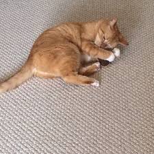 Sunday Afternoon Tea Please Meet Fido The Cat S New Friend From Etsy Max Is From Newtown Pa Having A Nibble Of The Choco Cats Pretty Cats Orange Tabby Cats