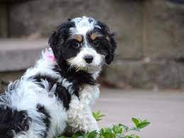 Springerdoodle Puppies Characteristics Pictures Advantages Colors Springerdoodle Sproodle Puppies Puppies For Sale