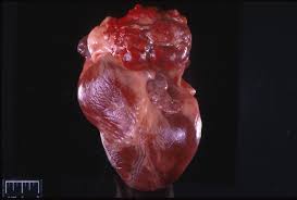 Image result for Chemodectoma