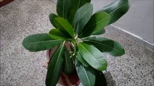 We did not find results for: How To Care Champa Plant How To Grow Plumeria Hindi Youtube