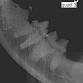 Dentistry event image