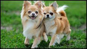 They have longer fur, especially around the ears, necks, legs, and tails. Long Haired Chihuahua Facts Complete Informational Guide Youtube