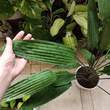 Image result for Dracaena aubryana