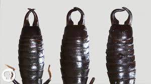 Jul 17, 2021 · scientists believe that the pincers may serve a role in mate selection or possibly protection since they look so intimidating. What Do Earwigs Do With Those Pincers Anyway Deep Look Youtube