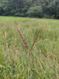 Image result for Ischaemum