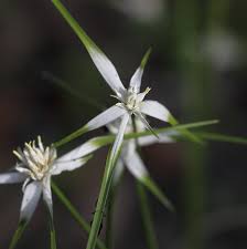 Image result for Rhynchospora rugosa