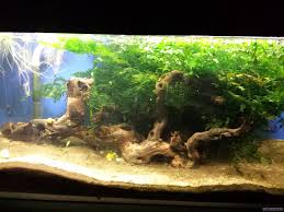 Image result for Bolbitis heudelotii