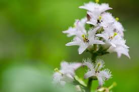 Schone Blume Merkwurdiger Name