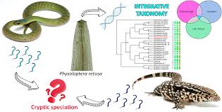 Image result for Fernandoa abbreviata