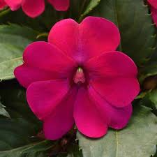 Image result for Impatiens austrotanzanica