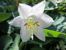 Learn The Truth About White Lily Flower Plant In The Next 31 Seconds White Lily Flower Plant Http Bit Ly 2cd White Lily Flower Planting Flowers Lily Flower