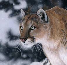 Christina Langman S Bigcatart Blog Focus Finished Pencil Drawings Color Pencil Drawing Color Pencil Sketch