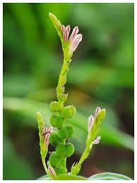 Image result for Spigelia anthelmia