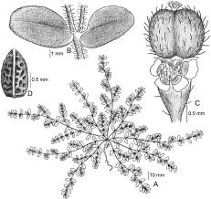 Image result for Euphorbia granulata