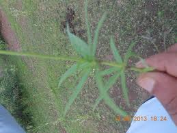 Image result for Kohautia caespitosa