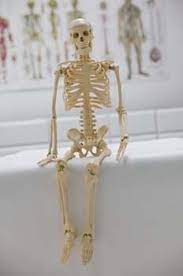 Skeletal System Functions Skeletal System Skeletal System Functions Integumentary System