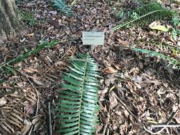 Image result for Encephalartos ngoyanus