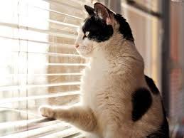 Auch in wohnungen lauern auf katzen gefahren durch gekippte fenster, reinigungsmittel oder elektrische geräte. Freiganger Zur Wohnungskatze Machen Geht Das