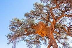 Camel thorn grows in deserts, savannas and woodlands. Vachellia Erioloba Wikipedia