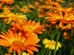 Brad markel.subscribe to the cbs sunday morning. 10 Flowers To Plant Right Now Networx