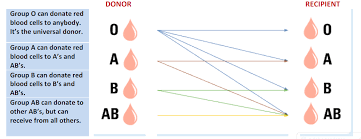 Blood Type Donor Chart Jasonkellyphoto Co