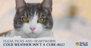 Craig prior talked about heartworm prevention for dogs and cats. Does My Pet Really Need Flea Tick And Heartworm Preventives In The Winter Taste Of The Wild Pet Food
