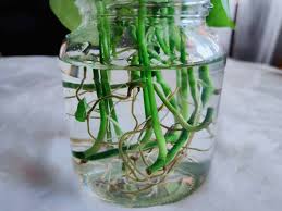 Kaedah penanaman pokok buah di dalam pasu atau lebih dikenali. Cara Biak Dan Suburkan Pokok Sirih Gading