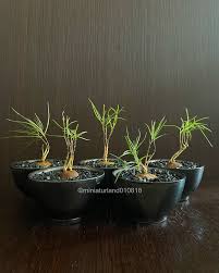 Image result for Murdannia stricta