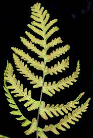 Image result for Gymnosporia oxycarpa