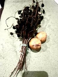 Image result for Chrysophyllum welwitschii