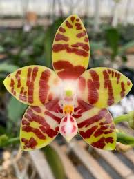 Image result for Volusia amboinensis