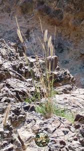 Image result for Tetrapogon