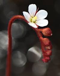 Image result for Drosera burkeana