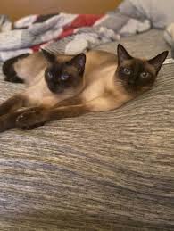 She paid $500 for him as a kitten, and that's not near a city. Siamese Cat For Adoption In Somerset New Jersey Asia Paris In Somerset New Jersey Cat Adoption Siamese Rescue Cats