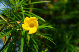 Image result for Cascabela thevetia