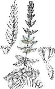 Image result for Haloragaceae