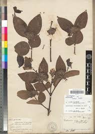 Image result for Holarrhena floribunda