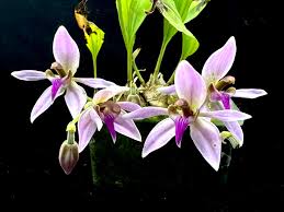 Image result for Ancistrochilus