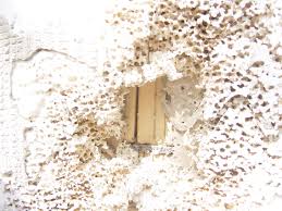 Hierin, wo verstecken sich ameisen im haus? Hilfe Ameisen Im Haus Baumangel Garantiefalle Fehlplanung Haus Forum Ch Das Haus Und Gartenforum