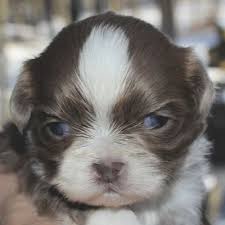 Shih Tzu Coat Colors