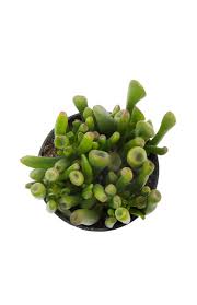Image result for Crassula zombensis