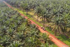 Kamunting sabah softwoods new britain banyu kahuripan indonesia karangjuang hijau lestari fangiono agro plantation karimun aromatics. Meoa Appeals To Sabah To Review New Sops For Palm Oil Ops The Edge Markets