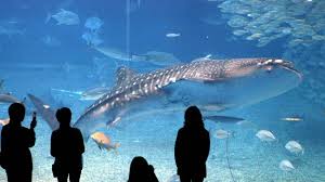 Voici les plus grands jamais construits: Visite Des 5 Plus Grands Aquariums Du Monde