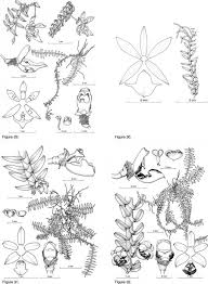 Image result for Microcharis latifolia