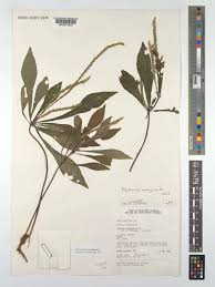 Image result for Elytraria